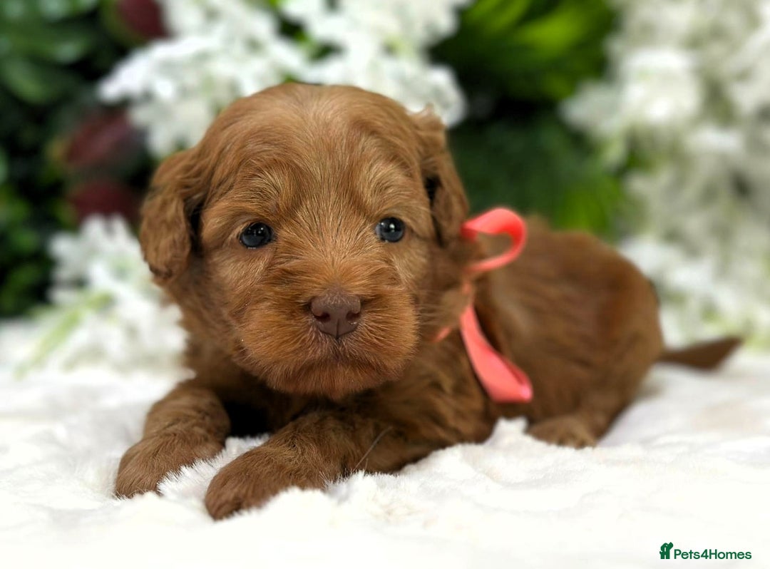 Australian Labradoodle dogs for sale: Superior Authentic Australian Labradoodle Puppies - Image 7