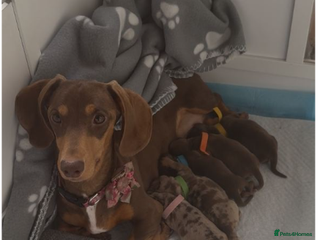 Miniature Dachshund dogs Beautiful Miniature Puppies - Advert 2