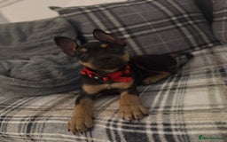 Mixed Breed dogs for sale: Kye 16 weeks old  - Image 4