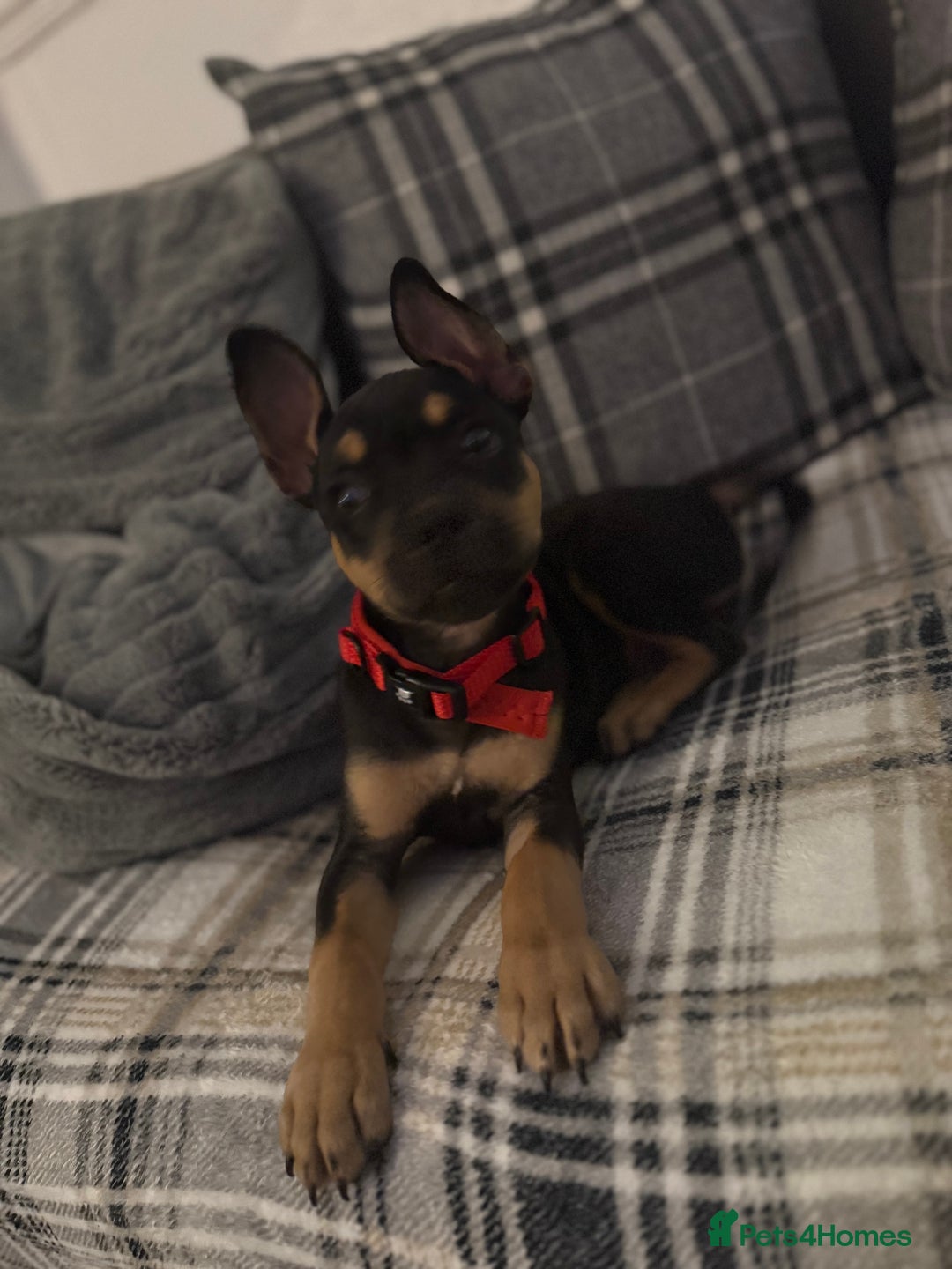 Mixed Breed dogs for sale: Kye 16 weeks old  - Image 4