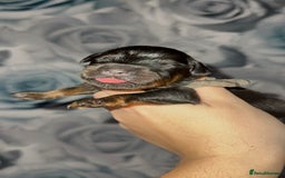 Rottweiler dogs for sale: Rottweiler puppies looking for a forever home - Image 10