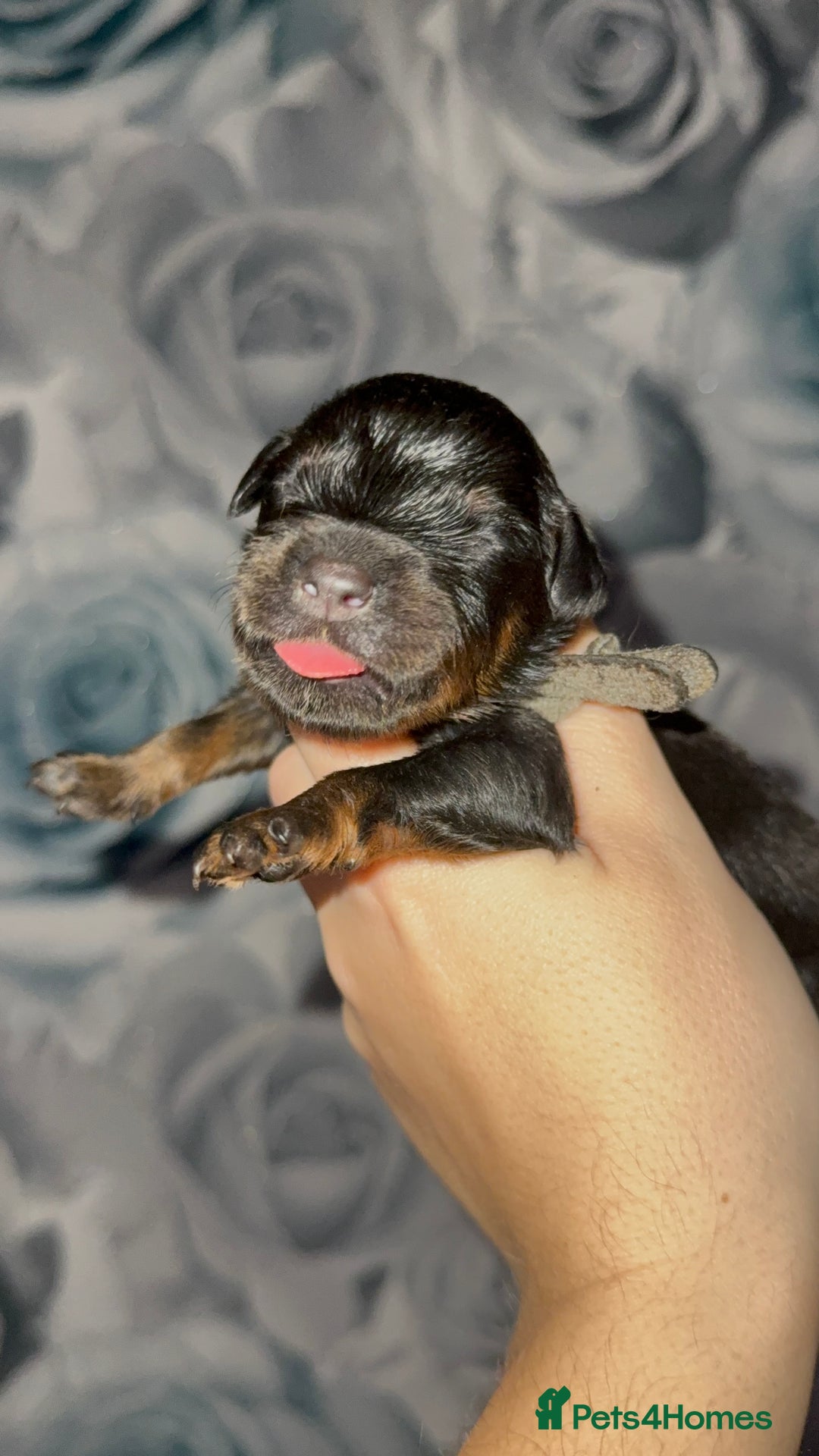 Rottweiler dogs for sale: Rottweiler puppies looking for a forever home - Image 10