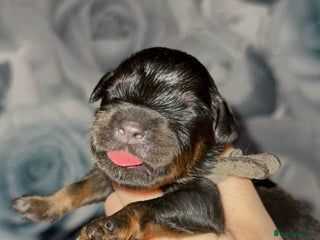 Rottweiler dogs Rottweiler puppies looking for a forever home - Advert 7