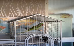 Parrots birds for sale: Alexandrine Parrot  - Image 4