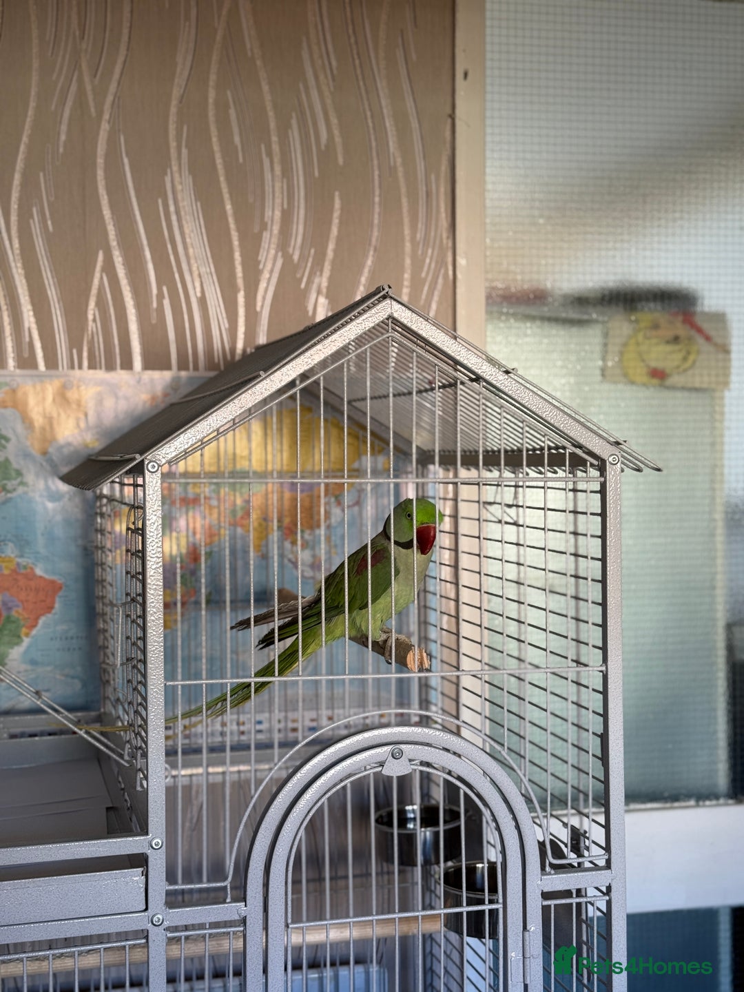 Parrots birds for sale: Alexandrine Parrot  - Image 4