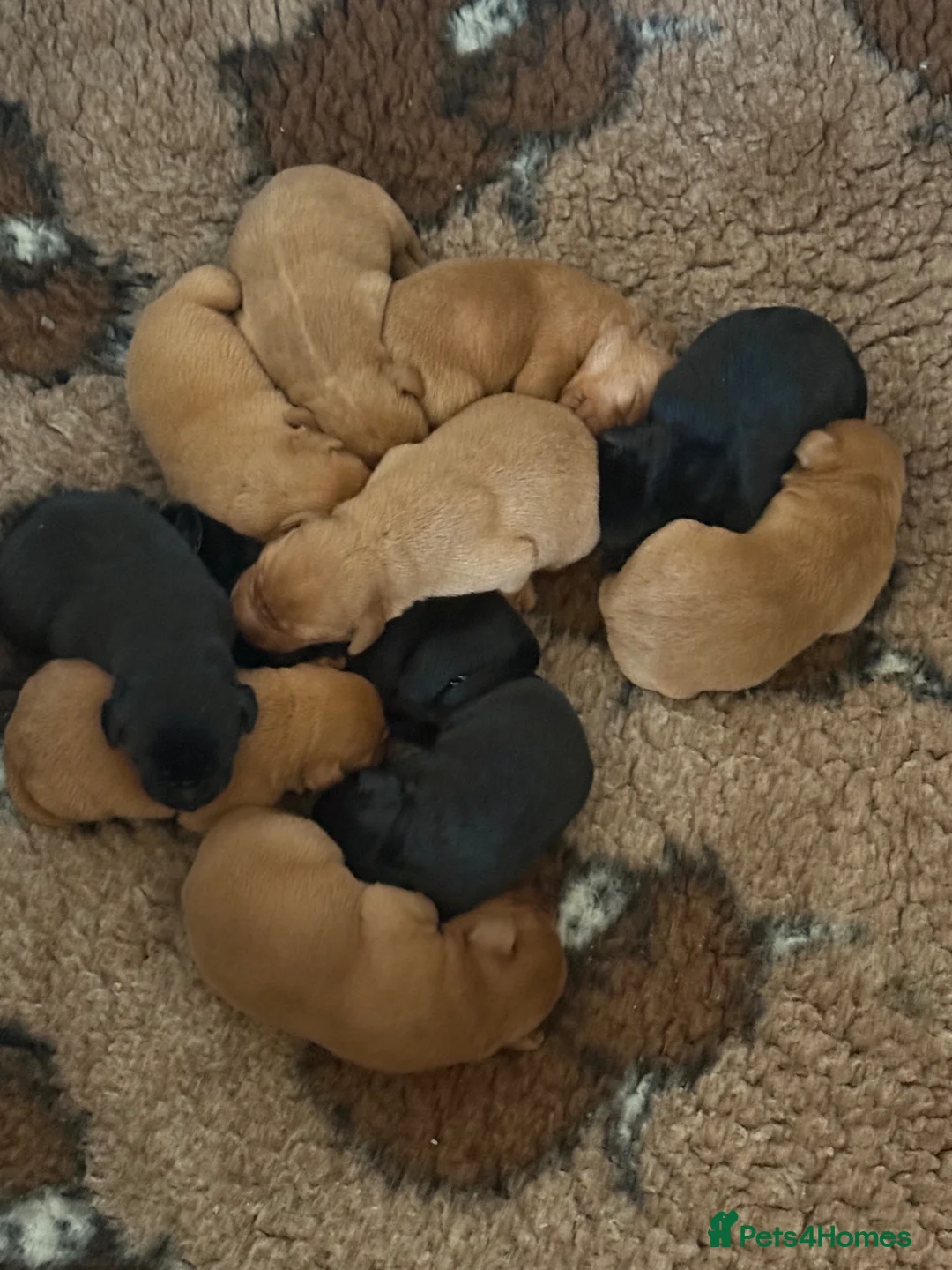 Labrador Retriever dogs for sale: Extensively Health Tested Labrador Puppies - Advert 10
