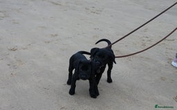 Labrador Retriever dogs for sale: Last 2 Black male labrador puppies vaccinated KC  - Advert 10