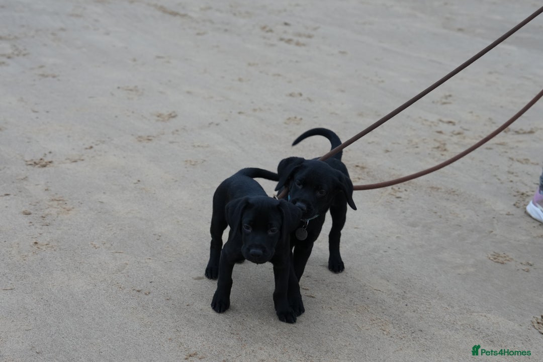 Labrador Retriever dogs for sale: Last 2 Black male labrador puppies vaccinated KC  - Advert 10