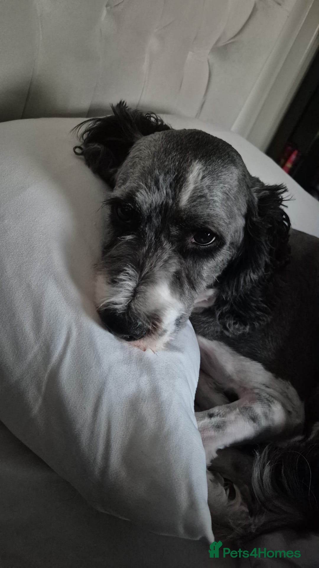 Mixed Breed dogs Rehome Needed - Advert 1