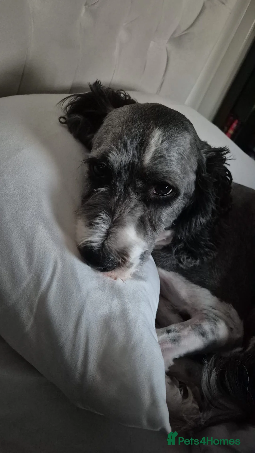 Mixed Breed dogs for sale: Rehome Needed - Advert 1