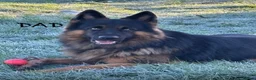 German Shepherd dogs for sale: Stunning Family Raised German Shepherd Puppies - Advert 6