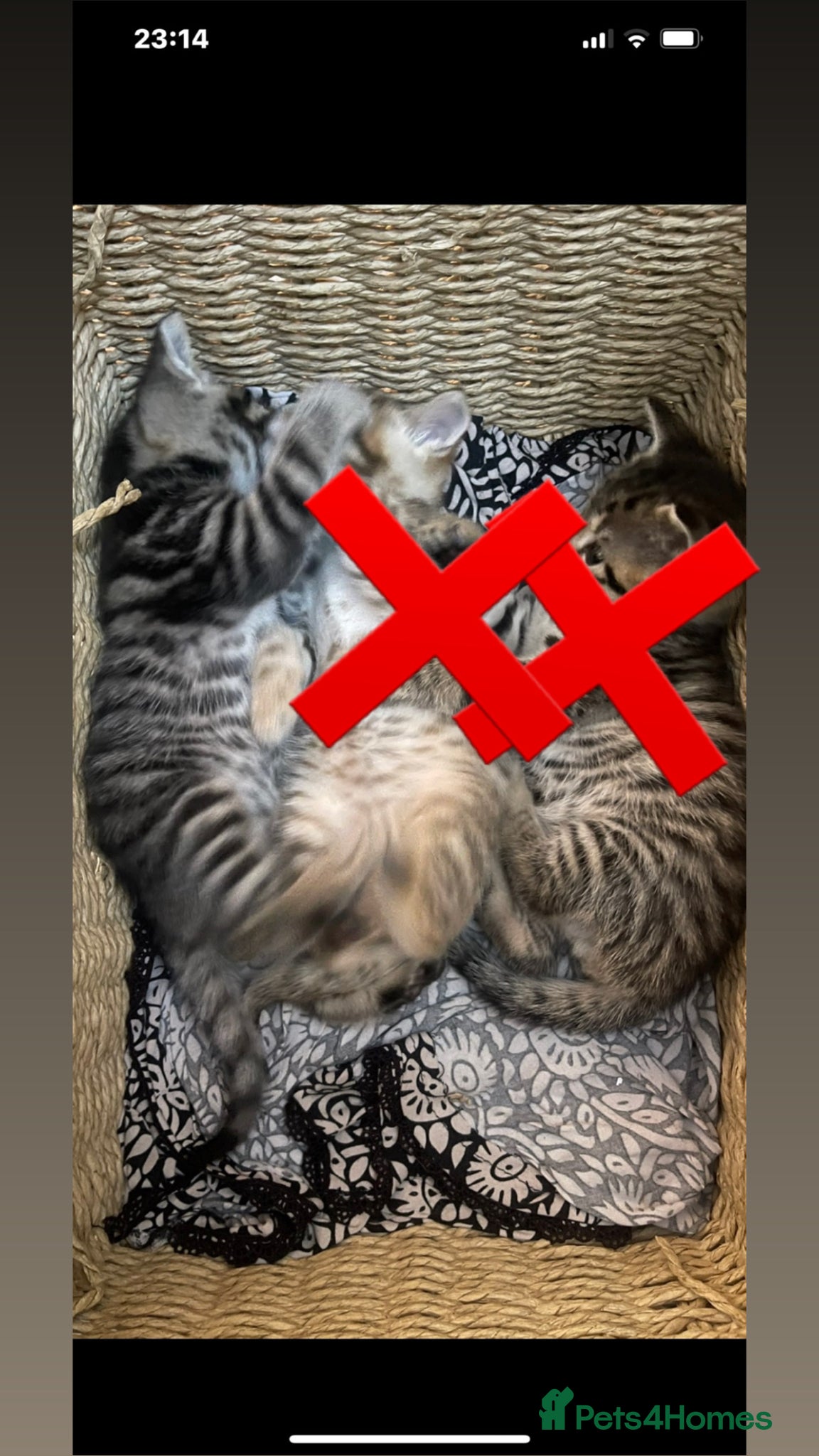 Mixed Breed cats Male kitten  - Advert 1