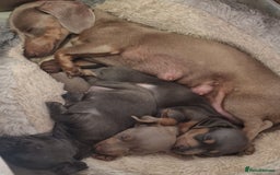Dachshund dogs for sale: 2 girls and 1 boy miniature dachshund puppies  - Image 16