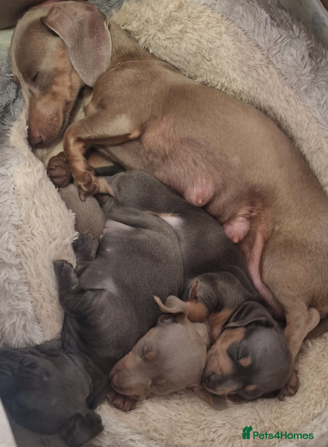 Dachshund dogs for sale: 2 girls and 1 boy miniature dachshund puppies  - Image 16