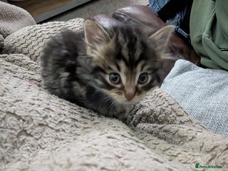 Mixed Breed cats Fluffy Ragdoll type kittens - Advert 1