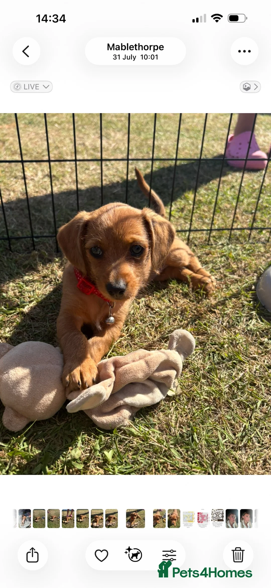 Mixed Breed dogs for sale: Miniature Daschunds x pommapoo puppies - Advert 2