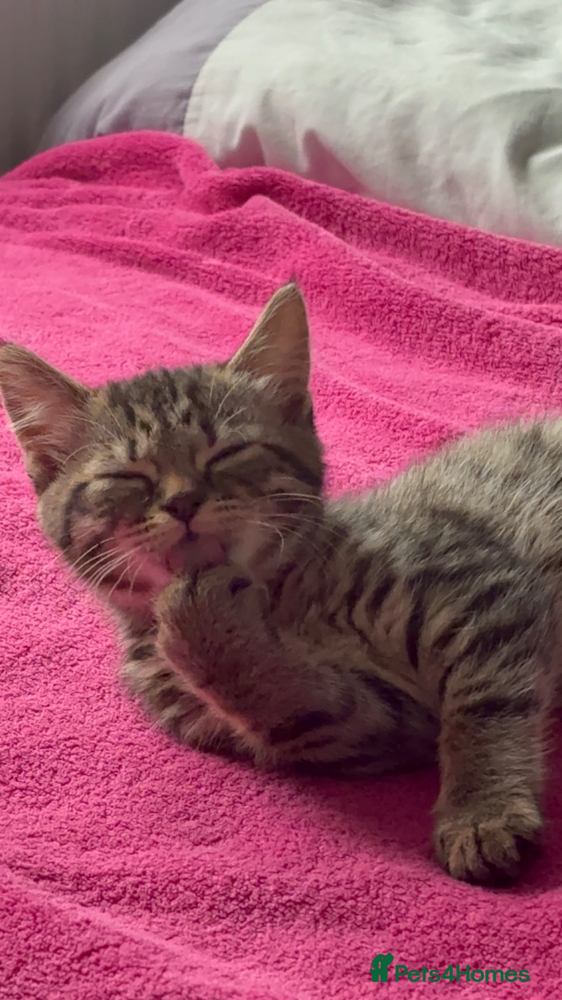 British Shorthair cats for sale: British tabby kitten for sale (Shanti) - Advert 4