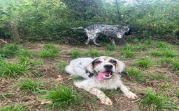English Setter dogs for adoption: Yaco  - Image 9