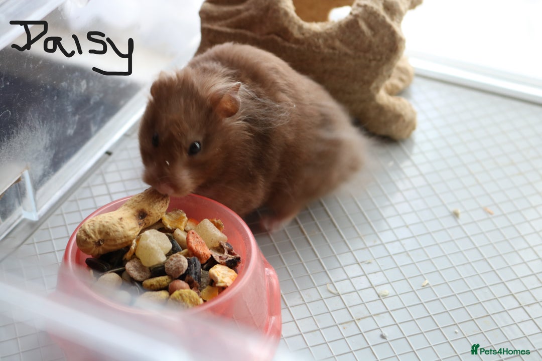 Hamster rodents for sale: Syrian Hamsters - various ages and cage - Image 10