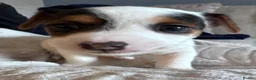 Jack Russell dogs for sale: Jack Russell Puppies in York - Advert 17
