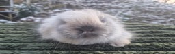 Angora rabbits for sale: 💖💙Ready in 2 weeks- Blue harli teddydwerg💙💖 - Advert 18