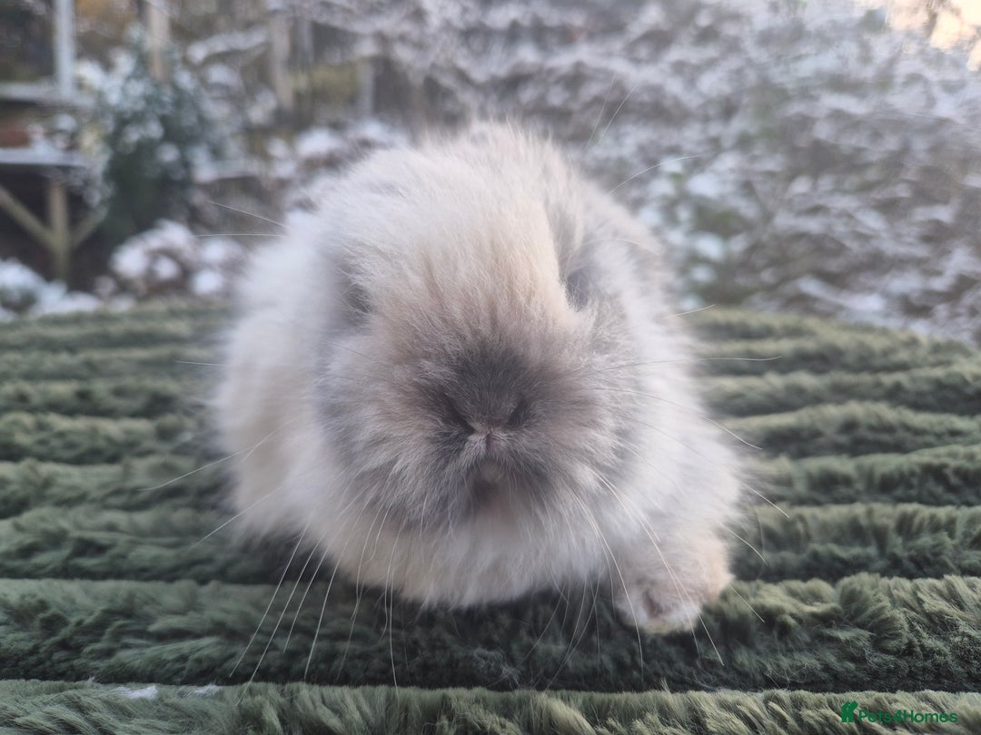 Angora rabbits for sale: 💖💙Ready in 2 weeks- Blue harli teddydwerg💙💖 - Advert 18
