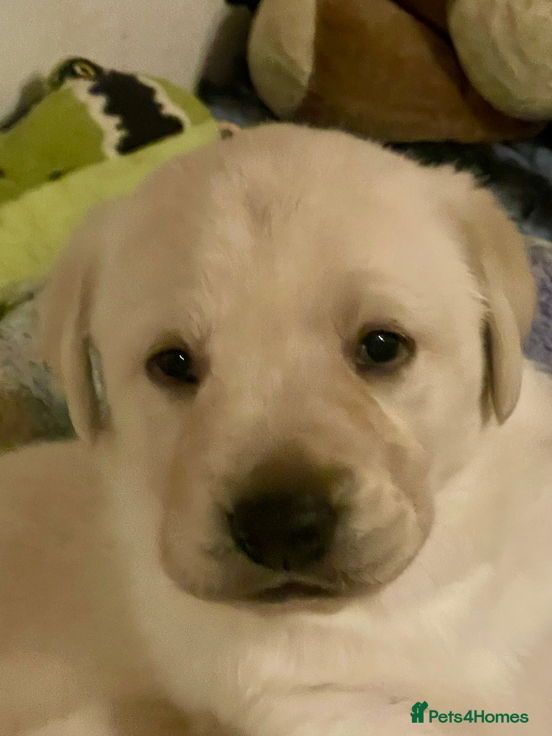 Labrador Retriever dogs for sale: Fabulous KC registered labradors - Image 18