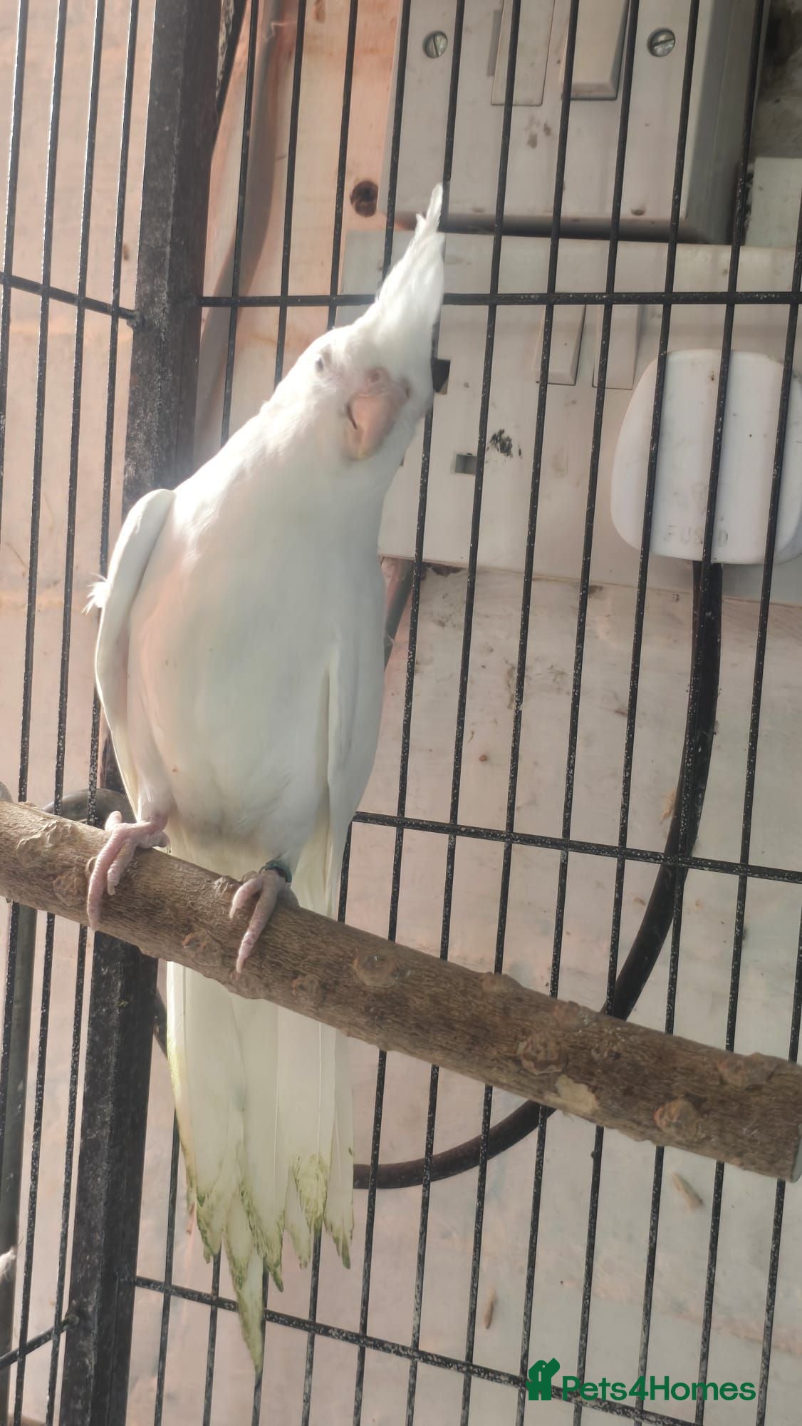 Cockatiels birds Cockatiel  - Advert 2
