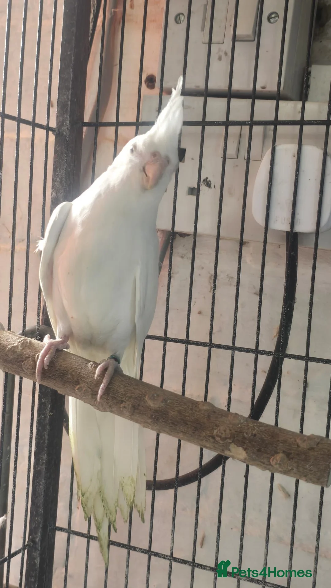 Cockatiels birds for sale: Cockatiel  - Advert 2