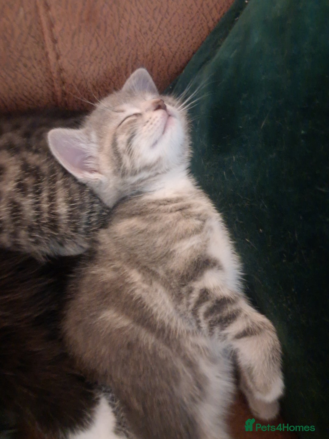 Mixed Breed cats for sale: 3 BEAUTIFUL KITTENS 😸 AVAILABLE  - Advert 19