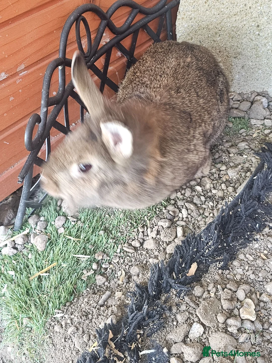 Lionhead rabbits for sale: 2 Lion heads - Advert 5