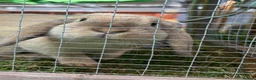 Mini Lop rabbits for sale: 1 year old Mini Lop Buck  - Advert 2