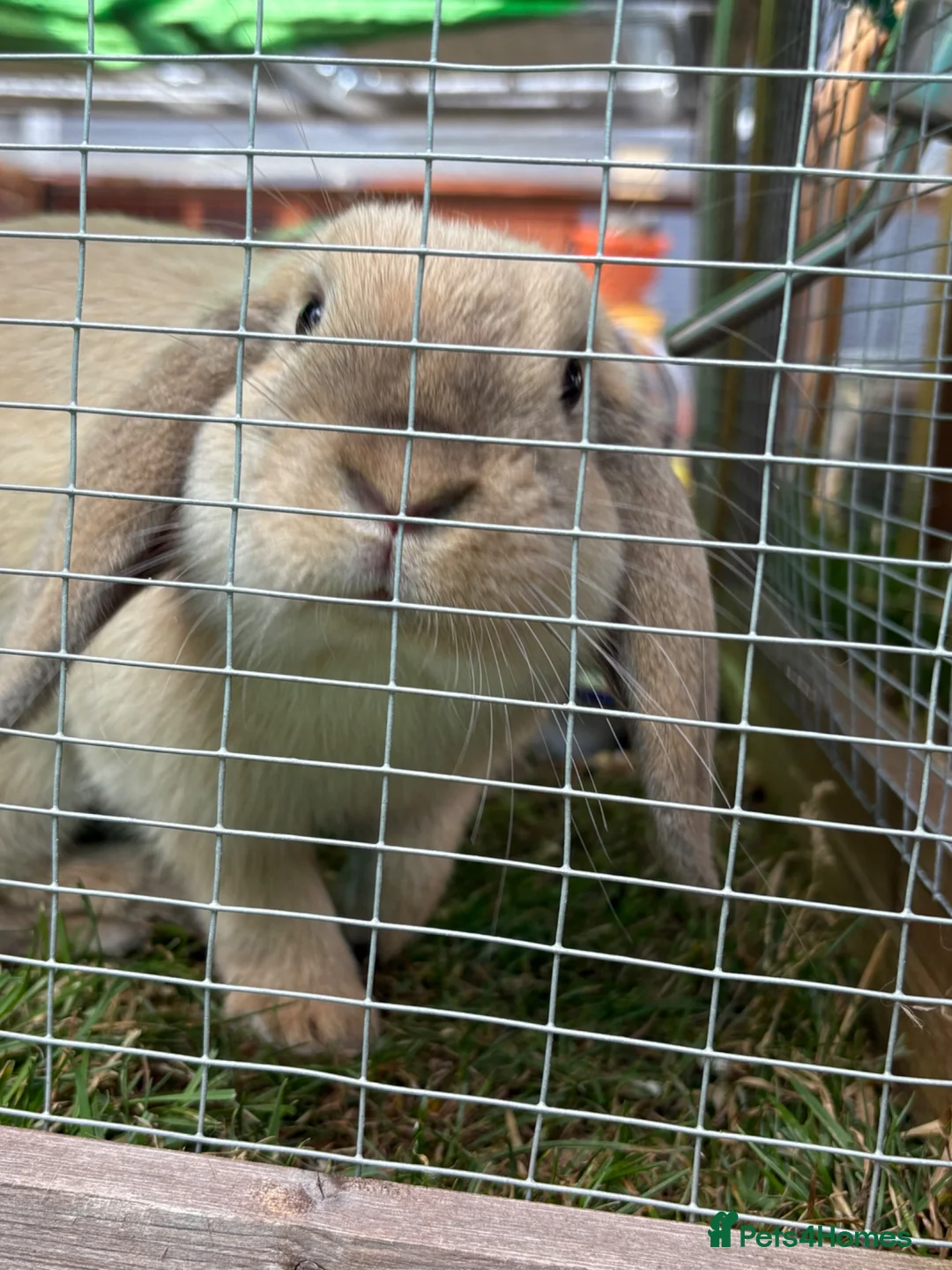 Mini Lop rabbits for sale: 1 year old Mini Lop Buck  - Advert 2