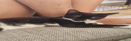 Domestic Shorthair cats for sale: Two beautiful, friendly female kittens in Broadstairs - Advert 5