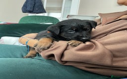 Belgian Shepherd Dog dogs for sale: 6 adorable Belgian malinois puppy's for sale  - Image 15
