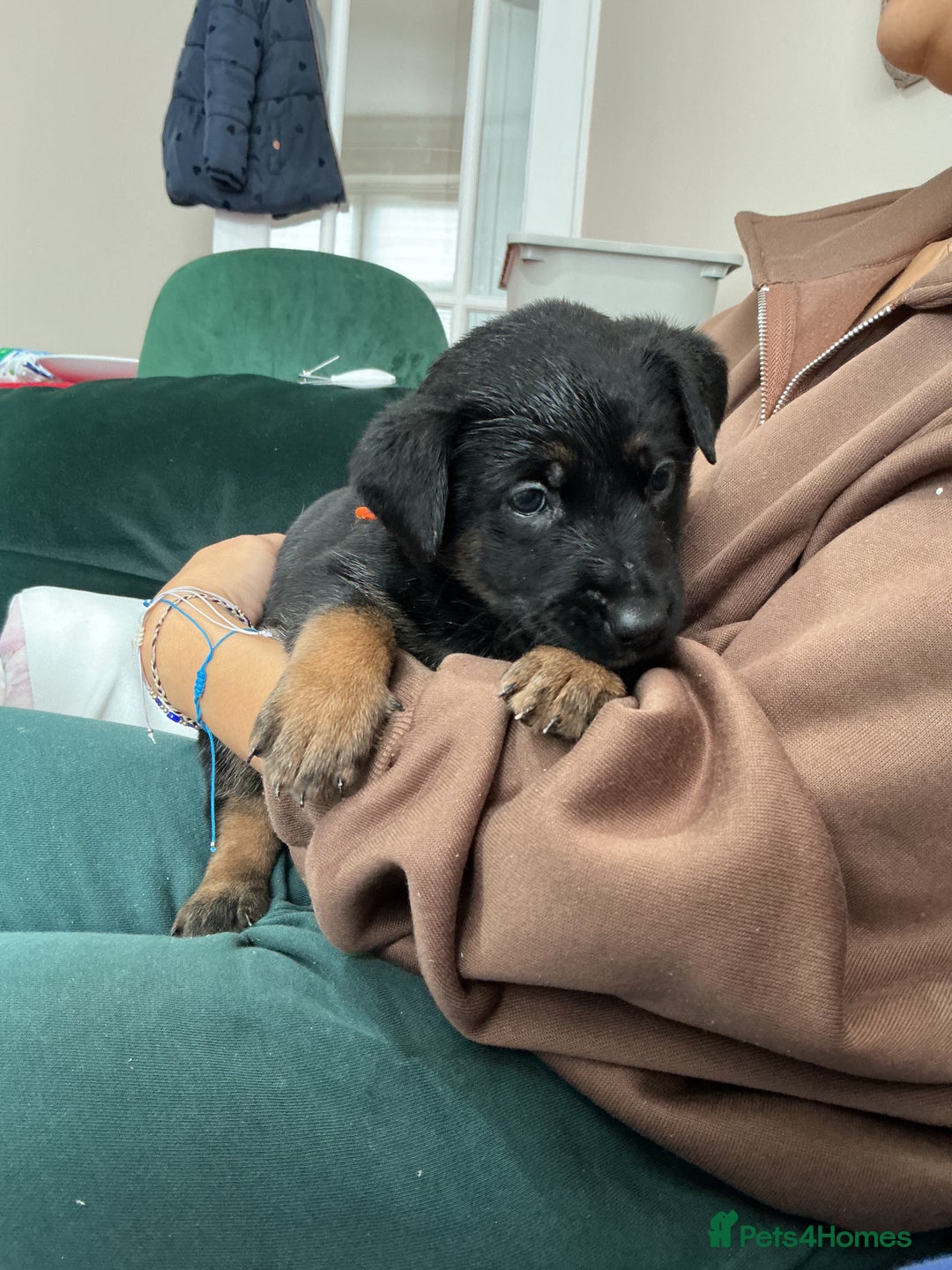 Belgian Shepherd Dog dogs for sale: 6 adorable Belgian malinois puppy's for sale  - Image 15