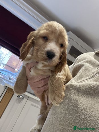 Cocker Spaniel dogs Beautiful cocker Spaniel puppies - Advert 9