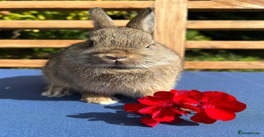 Netherland Dwarf rabbits - Advert 8