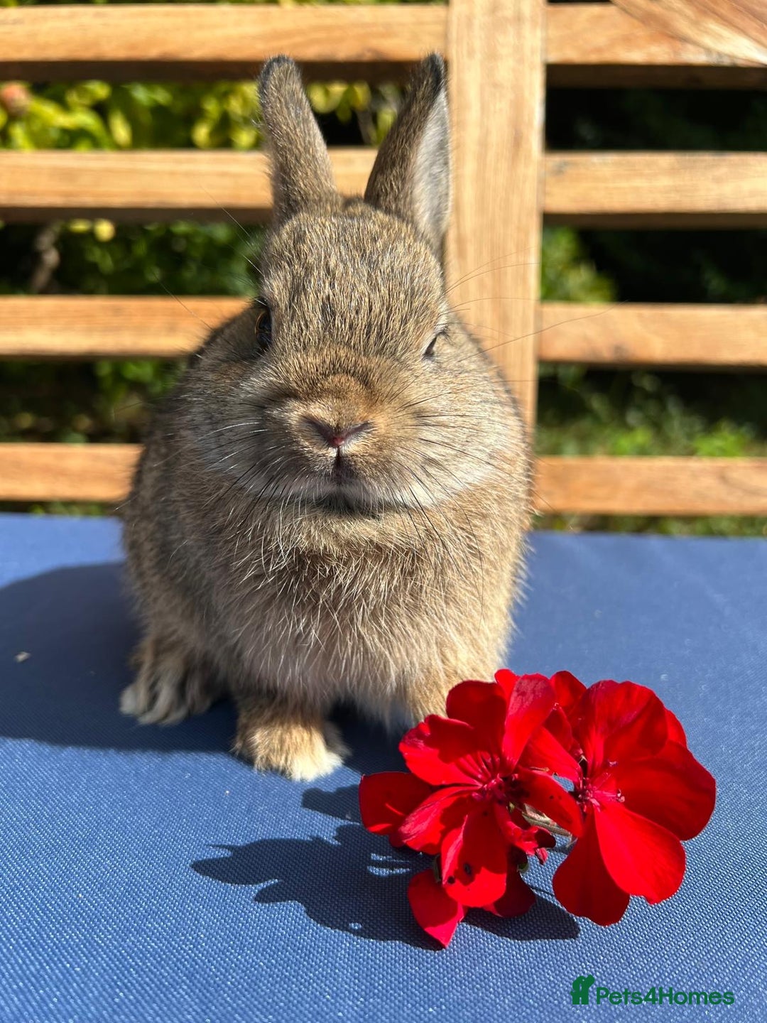 Netherland Dwarf rabbits for sale: Stunning Agouti Netherland Dwarf Bucks - Image 3