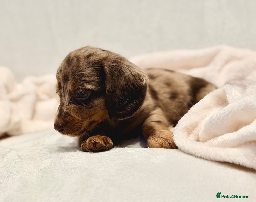 Miniature Dachshund dogs for sale: Long haired dachshund puppie - Advert 10
