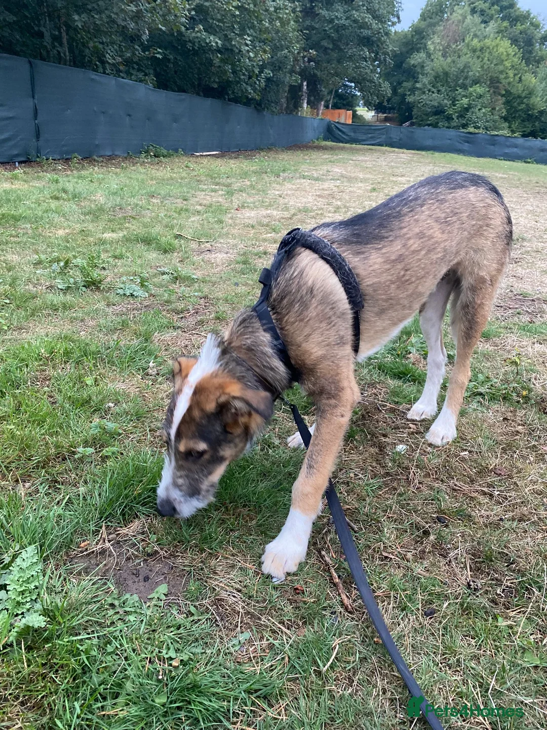 Mixed Breed dogs for adoption: 🐾💛Meet DIGBY - an Affectionate Big Softie! 💛🐾 - Advert 9