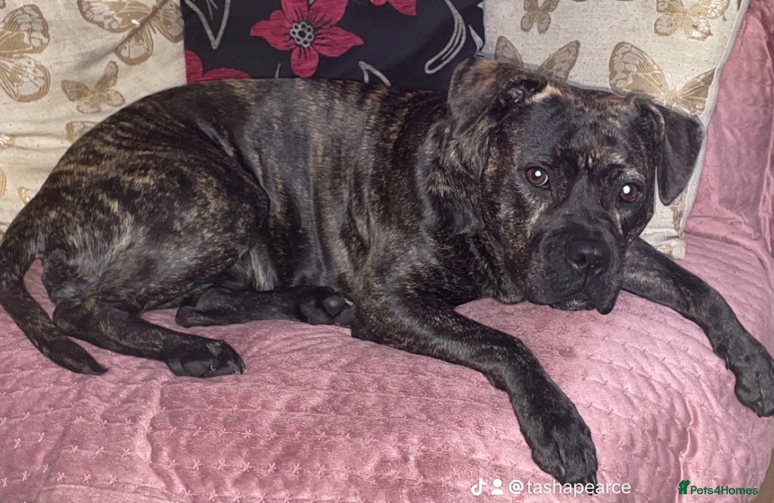 Mixed Breed dogs StaffXbull mastiff - Advert 4