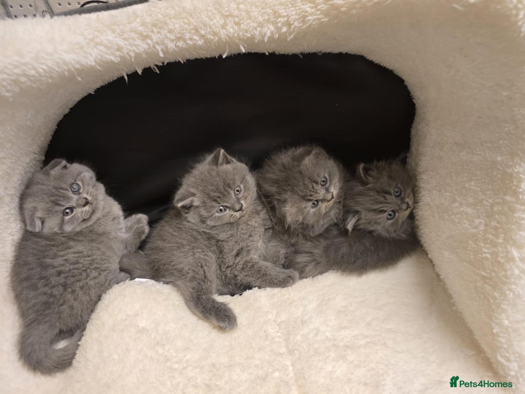 British Shorthair cats for sale: British shorthair  - Image 6
