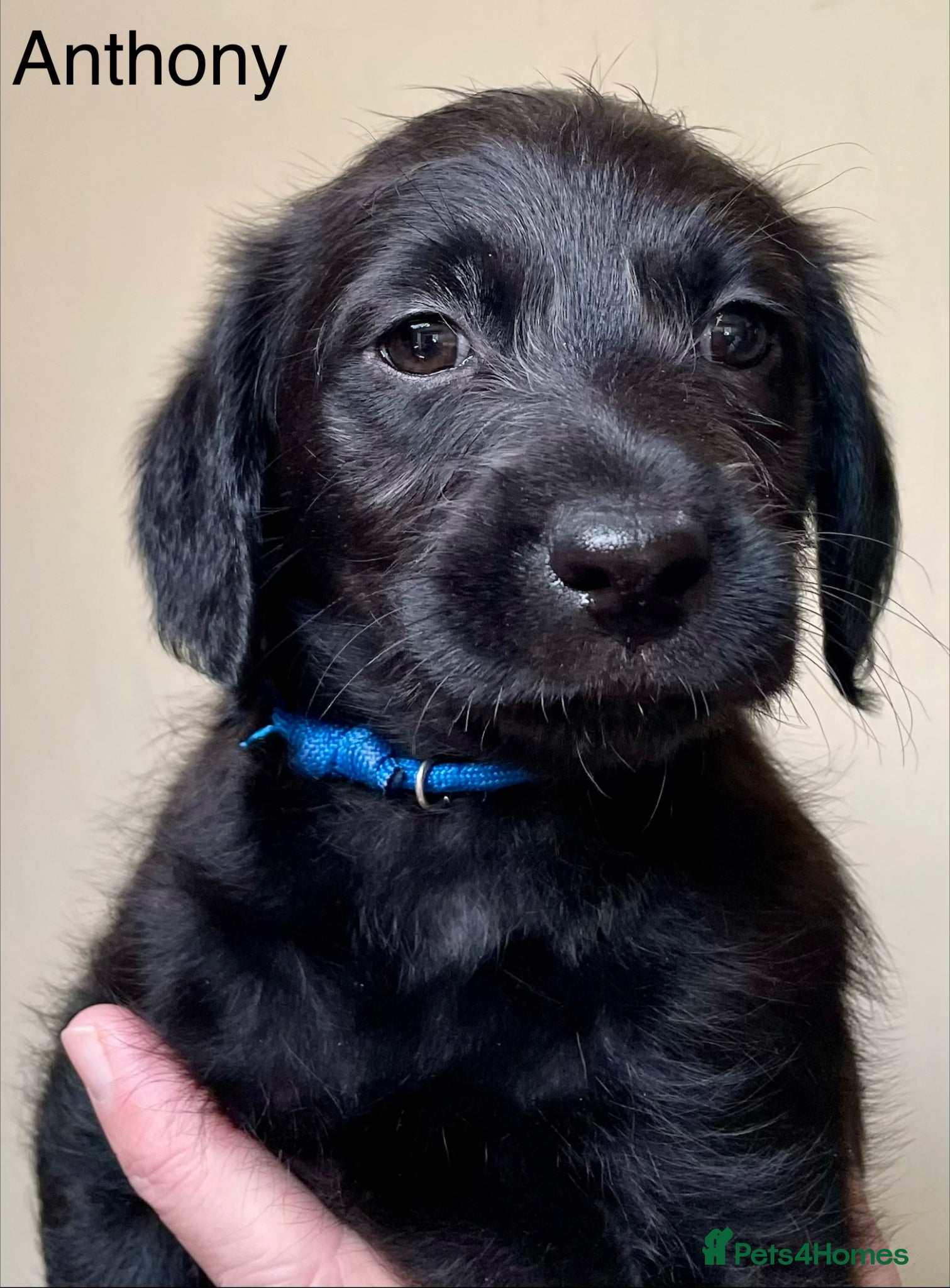 Labradoodle dogs Stunning Multigen F4a Labradoodle Puppies. - Advert 2