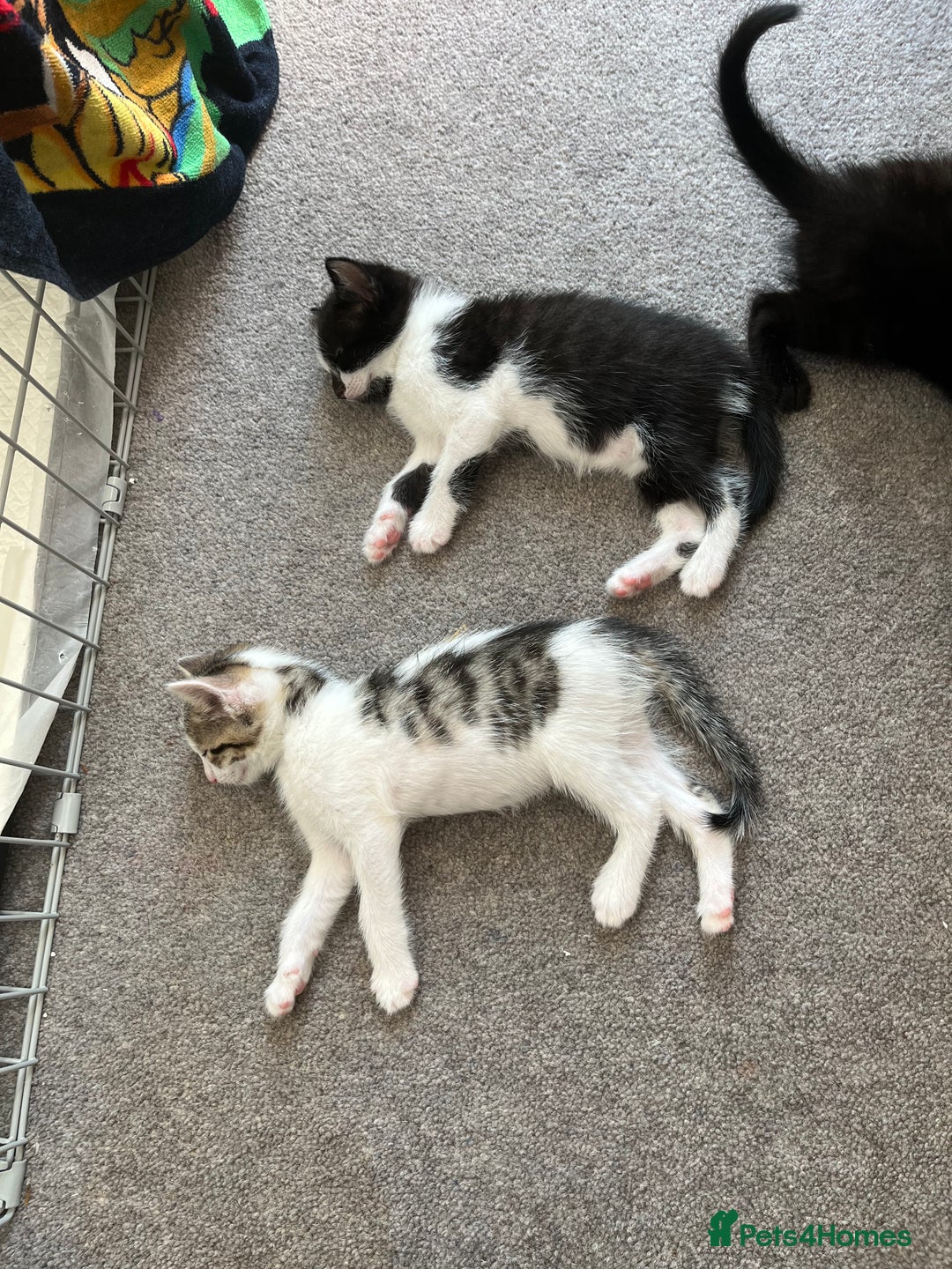 British Shorthair cats for sale: 4 beautiful little boys  - Image 1