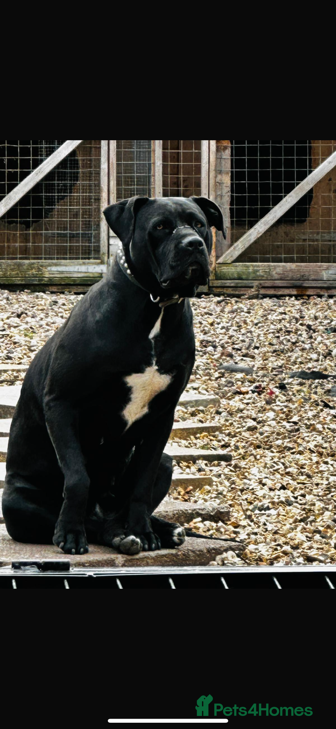 Cane Corso dogs for sale: Cane Corso girl  - Image 3