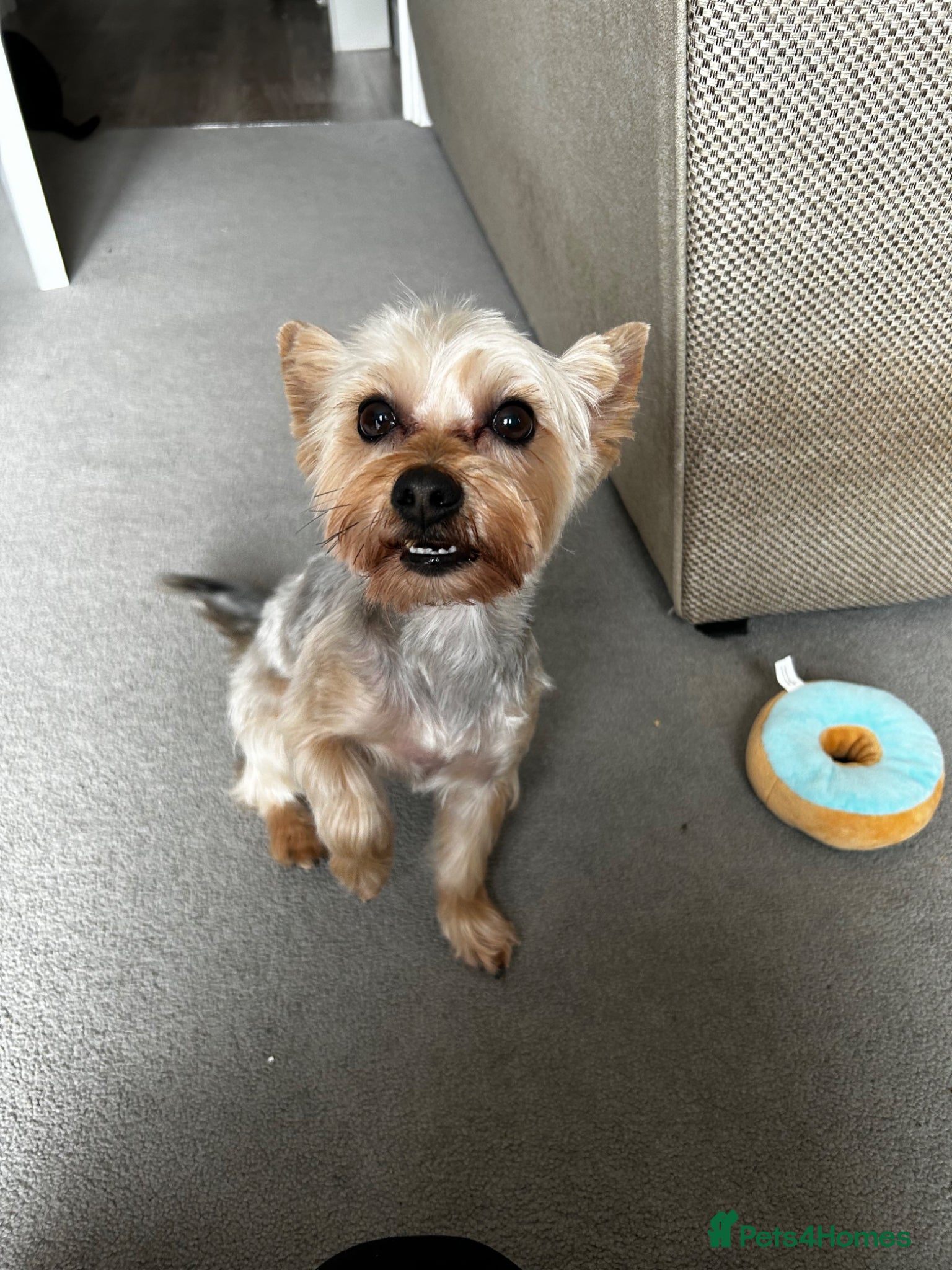 Yorkshire Terrier dogs STUD dog yorkie  - Advert 3