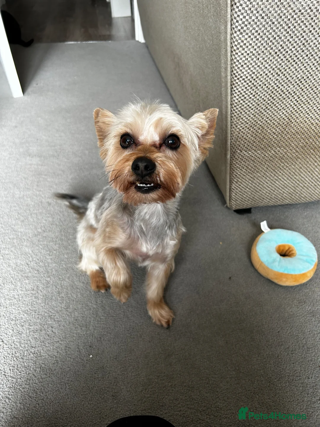 Yorkshire Terrier dogs for stud: STUD dog yorkie  in Norwich - Advert 1