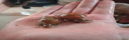 Snails invertebrates for sale: Giant african land snails for sale  - Advert 2