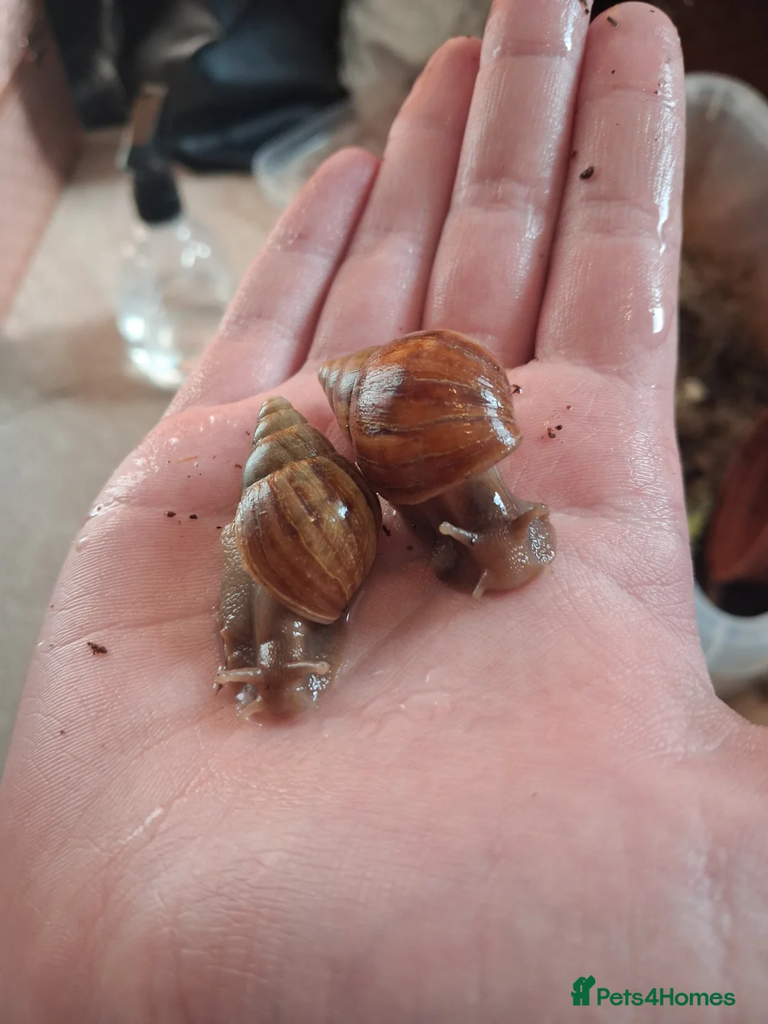 Snails invertebrates for sale: Giant african land snails for sale  - Advert 2